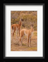 Chile, Patagonia, Tierra Del Fuego Young Guanacos Fine Art Print