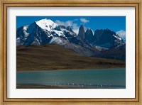 Chilean Flamingo On Blue Lake, Torres Del Paine NP, Patagonia Fine Art Print
