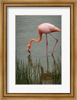 Greater Flamingo, Punta Moreno Isabela Island Galapagos Islands, Ecuador Fine Art Print