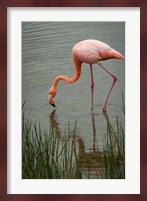 Greater Flamingo, Punta Moreno Isabela Island Galapagos Islands, Ecuador Fine Art Print