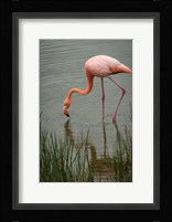 Greater Flamingo, Punta Moreno Isabela Island Galapagos Islands, Ecuador Fine Art Print