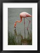 Greater Flamingo, Punta Moreno Isabela Island Galapagos Islands, Ecuador Fine Art Print