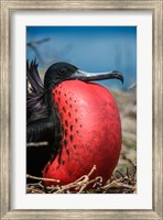 Magnificent Frigatebird Male With Pouch Inflated, Galapagos Islands, Ecuador Fine Art Print