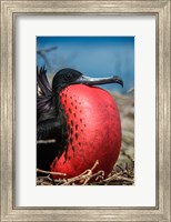 Magnificent Frigatebird Male With Pouch Inflated, Galapagos Islands, Ecuador Fine Art Print