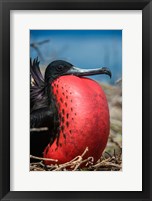 Magnificent Frigatebird Male With Pouch Inflated, Galapagos Islands, Ecuador Fine Art Print