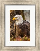 Alaska, Chilkat Bald Eagle Preserve Bald Eagle On Ground Fine Art Print