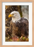 Alaska, Chilkat Bald Eagle Preserve Bald Eagle On Ground Fine Art Print