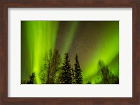 Alaska Aurora Borealis Over Forest Fine Art Print