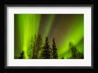 Alaska Aurora Borealis Over Forest Fine Art Print