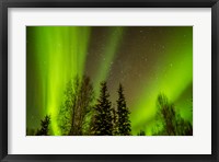 Alaska Aurora Borealis Over Forest Fine Art Print
