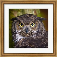 Alaska Raptor Center, Sitka, Alaska Close-Up Of A Great Horned Owl Fine Art Print