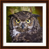 Alaska Raptor Center, Sitka, Alaska Close-Up Of A Great Horned Owl Fine Art Print