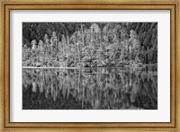 Alaska, Inside Passage, Reflecting Trees Fine Art Print