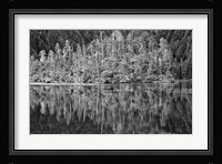 Alaska, Inside Passage, Reflecting Trees Fine Art Print
