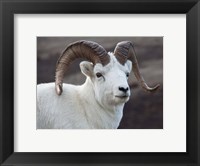 Alaska, Denali, National Park, Big Horn Sheep Fine Art Print