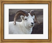 Alaska, Denali, National Park, Big Horn Sheep Fine Art Print