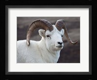 Alaska, Denali, National Park, Big Horn Sheep Fine Art Print