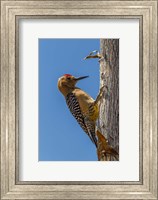 Arizona, Sonoran Desert Male Gila Woodpecker On Ocotillo Fine Art Print