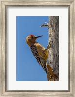 Arizona, Sonoran Desert Male Gila Woodpecker On Ocotillo Fine Art Print
