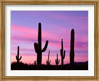 Arizona, Saguaro Cacti Silhouetted By Sunset, Ajo Mountain Loop Fine Art Print