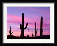 Arizona, Saguaro Cacti Silhouetted By Sunset, Ajo Mountain Loop Fine Art Print