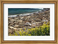 Northern Elephant Seals Sun Bathing In Cali Fine Art Print