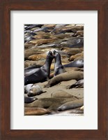 Northern Elephant Seals Fighting, California Fine Art Print