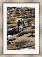 Northern Elephant Seals Fighting, California Fine Art Print