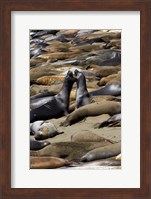 Northern Elephant Seals Fighting, California Fine Art Print