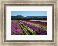 Santa Barbara Flower Fields, California Fine Art Print