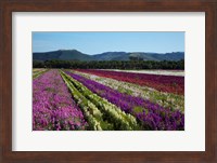 Santa Barbara Flower Fields, California Fine Art Print
