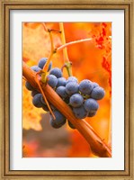 Dew Covered Grapes In Napa Valley Fine Art Print