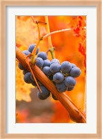 Dew Covered Grapes In Napa Valley Fine Art Print