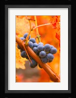 Dew Covered Grapes In Napa Valley Framed Print
