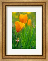 California Golden Poppies Fine Art Print