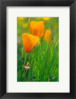 California Golden Poppies Fine Art Print