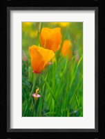 California Golden Poppies Fine Art Print