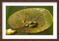 Californian Frog On A Lilypad Fine Art Print