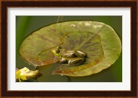 Californian Frog On A Lilypad Fine Art Print