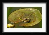 Californian Frog On A Lilypad Fine Art Print