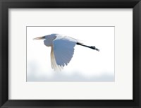 Great Flying Egret Fine Art Print