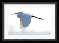 Great Flying Egret Fine Art Print