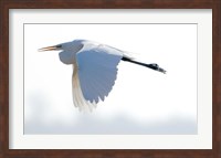 Great Flying Egret Fine Art Print