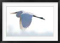 Great Flying Egret Fine Art Print