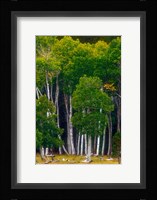 Pre-Autumn Aspens Fine Art Print
