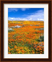 California Poppy Reserve Near Lancaster, California Fine Art Print
