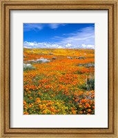 California Poppy Reserve Near Lancaster, California Fine Art Print