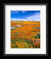 California Poppy Reserve Near Lancaster, California Fine Art Print