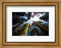 Upward View Of Trees In The Redwood National Park, California Fine Art Print