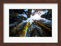 Upward View Of Trees In The Redwood National Park, California Fine Art Print